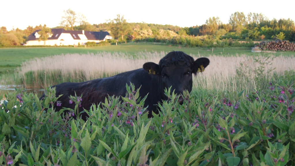 Welsh-black-kvaeg-aabent-hus