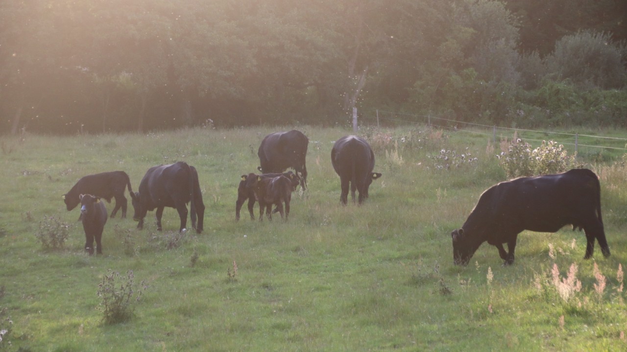 græssende-welsh-black-kvæg