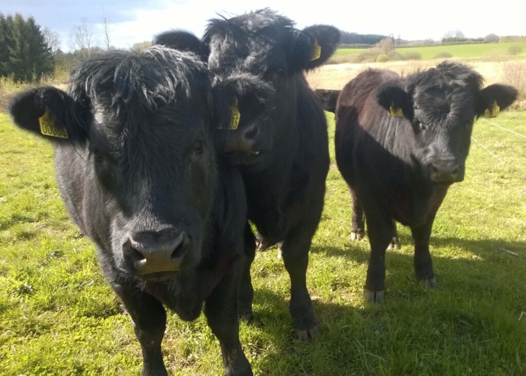 Welsh-Black-kvier