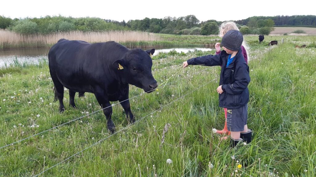 Aberdeen-Angus-tyr-og-to-børn